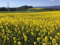 2017-04-23 15-19-31 16e41f56  mustard